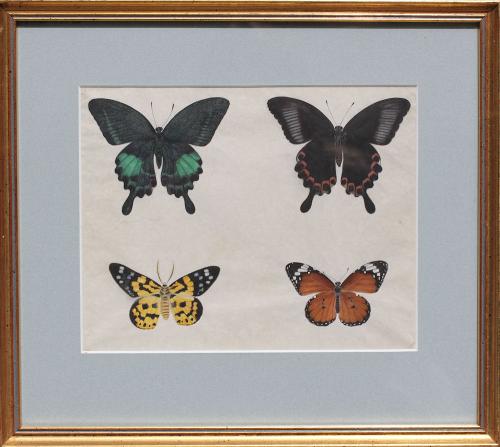 Chinese school painting of four butterflies, circa 1820