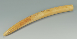 unworked tusk