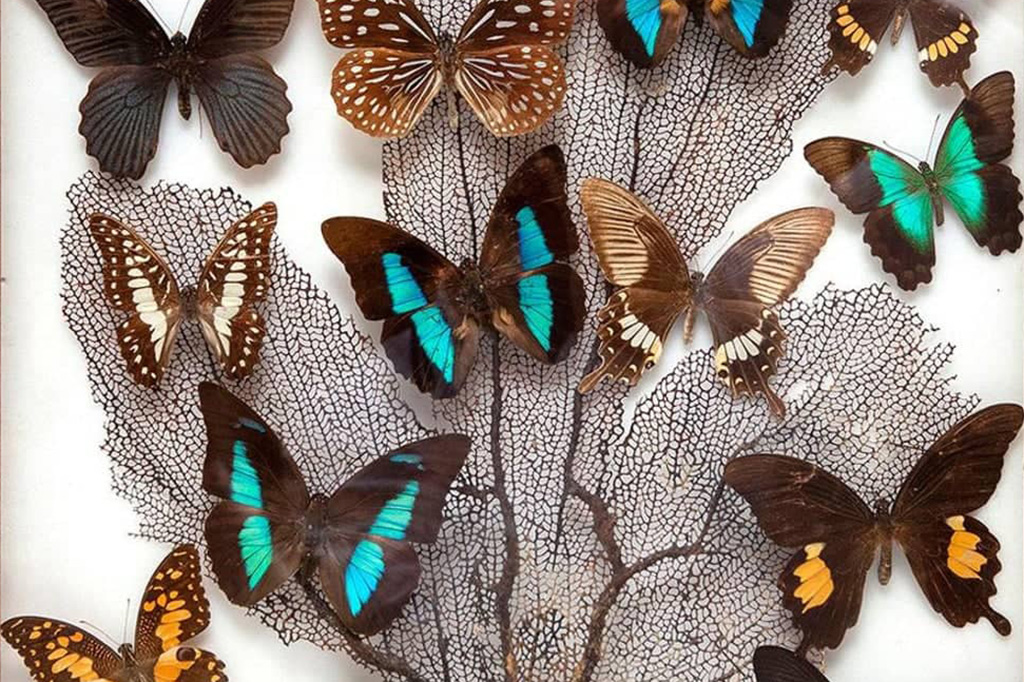 Early 20th Century Butterfly Specimen Box