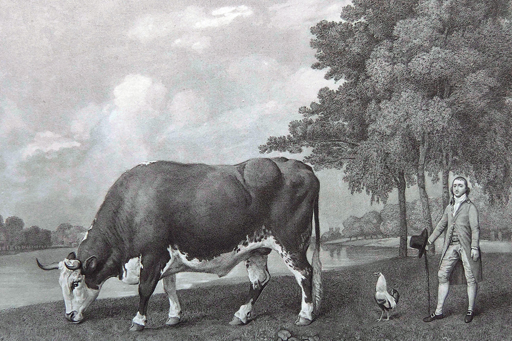 George Stubbs "The Lincolnshire Ox" Engraving