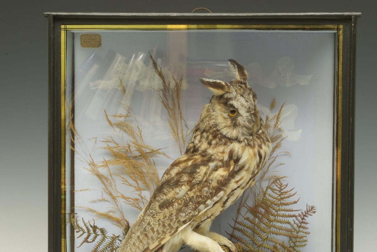 Long Eared Owl, English, Circa 1900