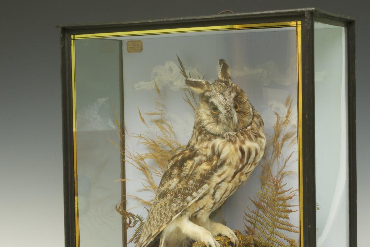 Long Eared Owl, English, Circa 1900