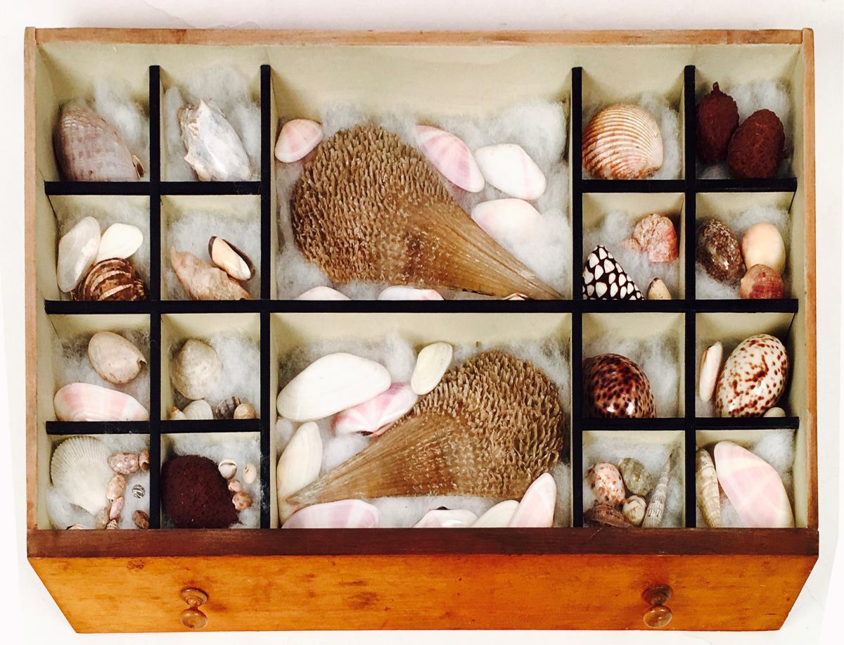 Walnut, collector’s seashell cabinet on stand