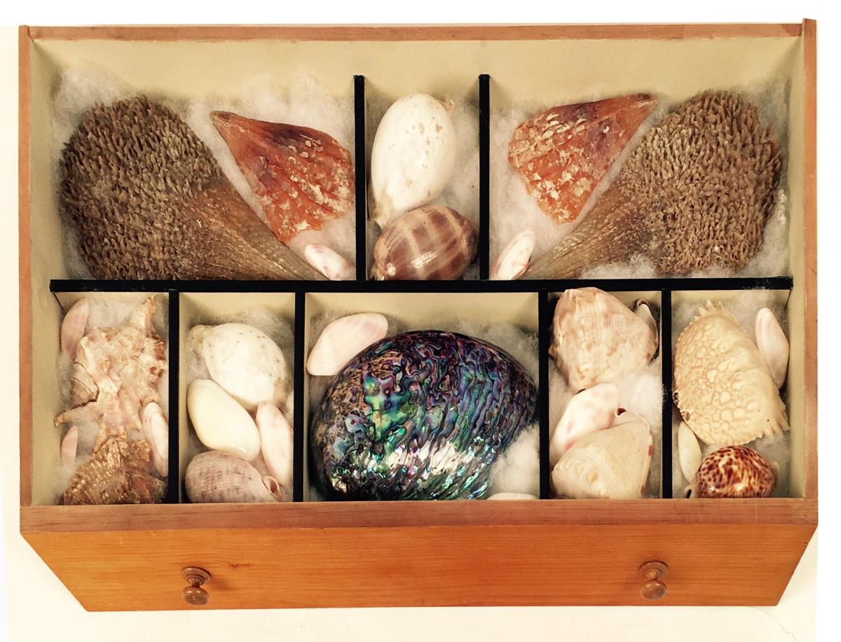 Walnut, collector’s seashell cabinet on stand
