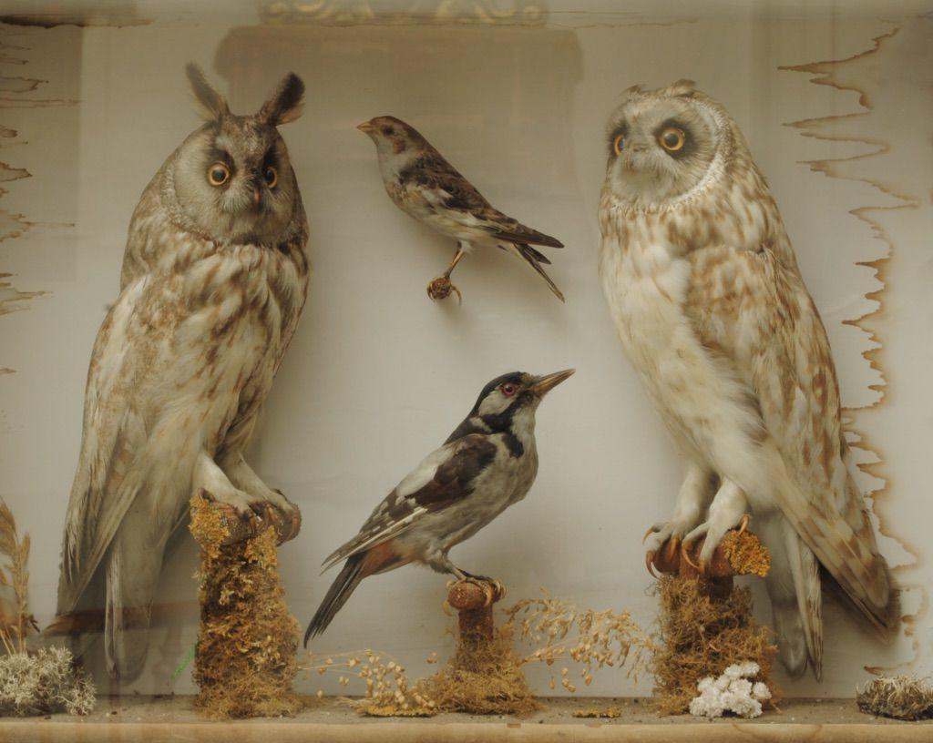 Taxidermy Group Including Two Owls