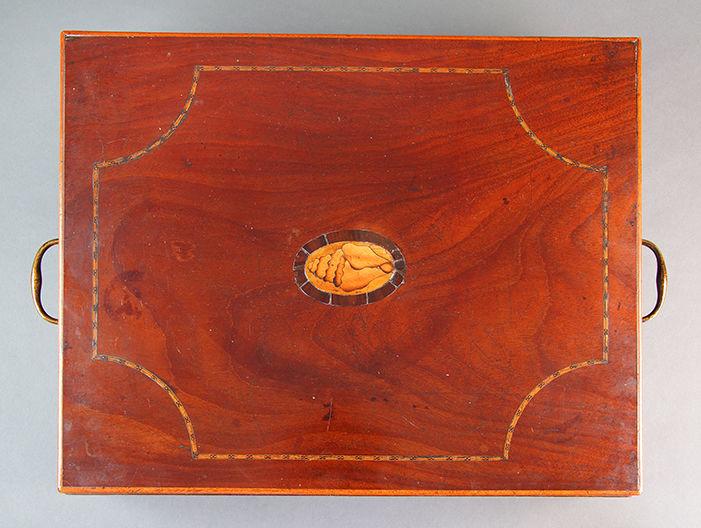 Regency Collection of Shells and Naturalia contained in a mahogany box