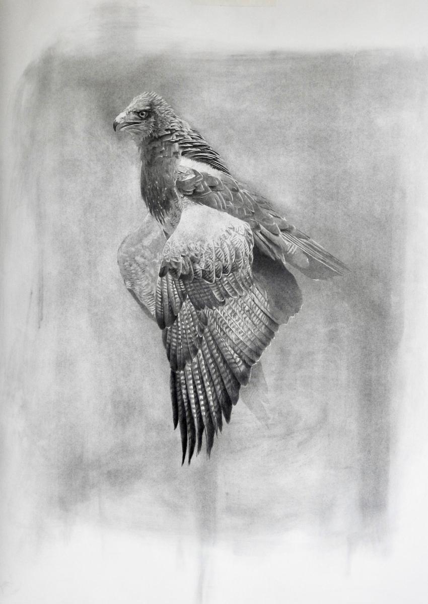 Giorgia Oldano, Chile buzzard, pencil on paper, 2018