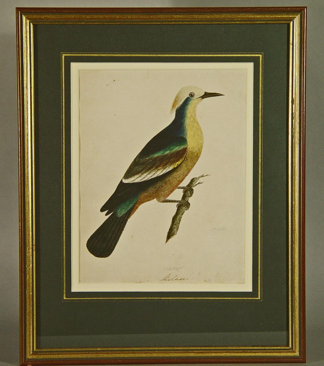 East India Company School Picture of A Bird Titled Bilace