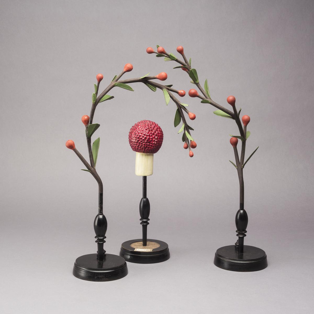 Brendel Botanical Models