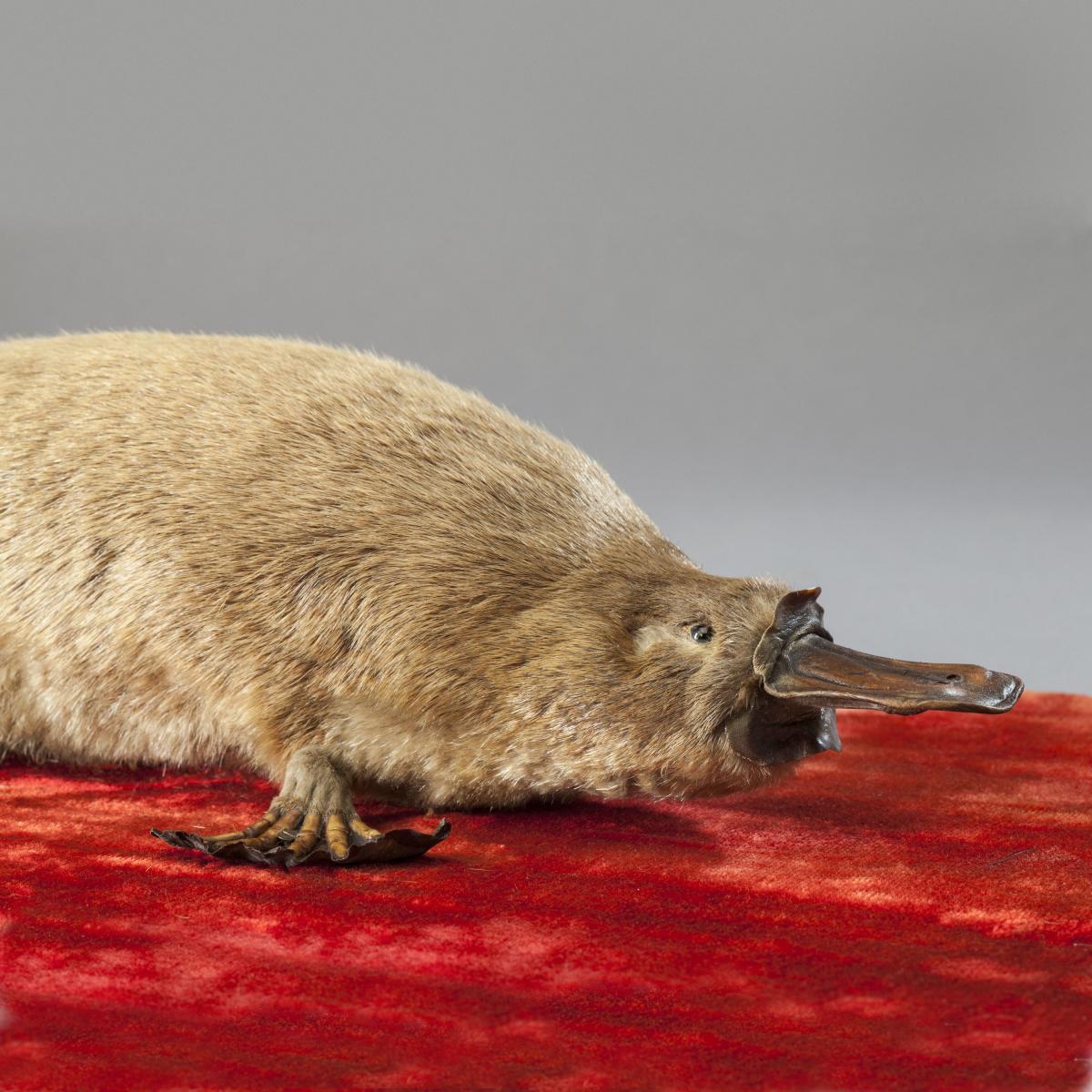 TAXIDERMIED DUCK-BILLED PLATYPUS