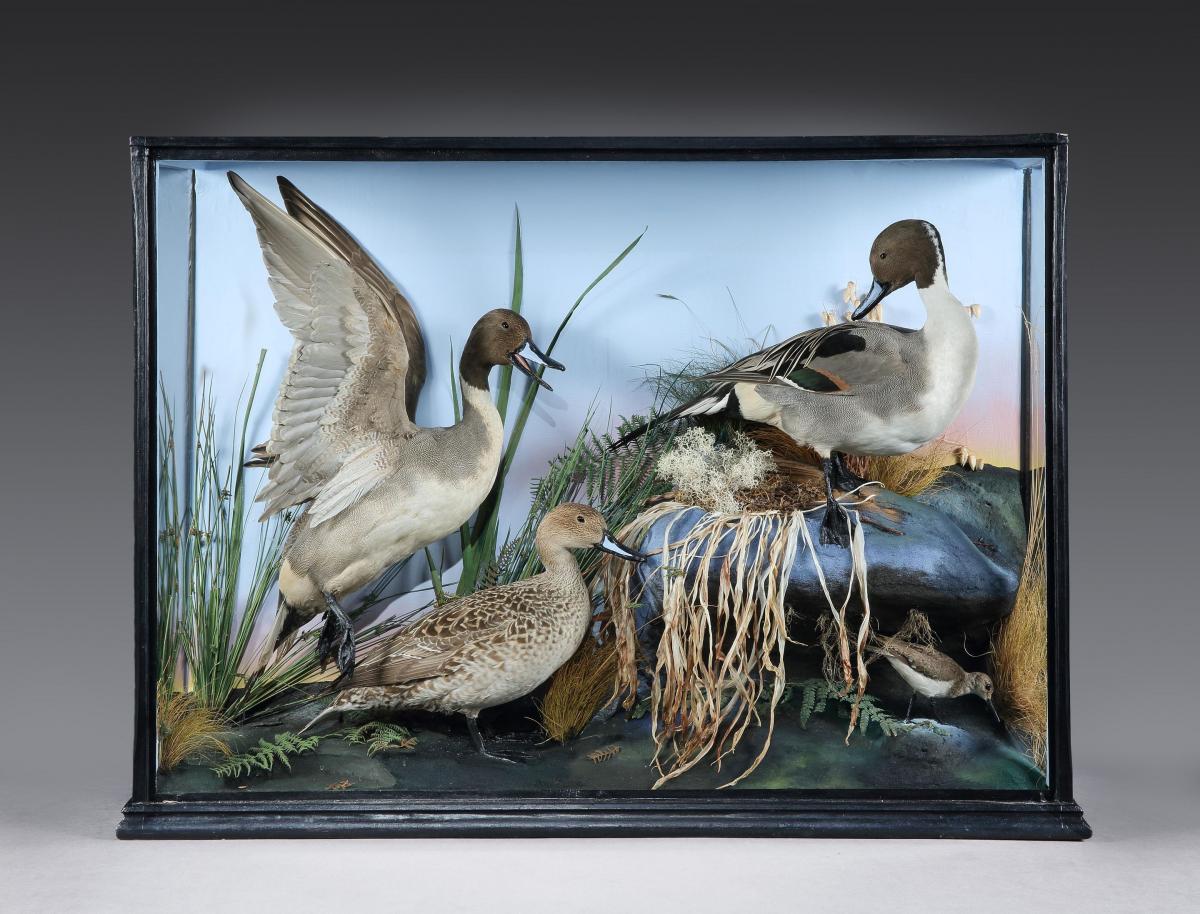 An Edwardian Taxidermy Case of Pintails and a Sandpiper