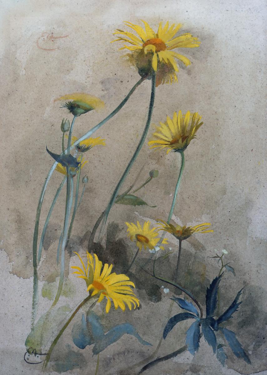 Yellow Daisies, Edwin John Alexander R.S.W. (1870-1926)