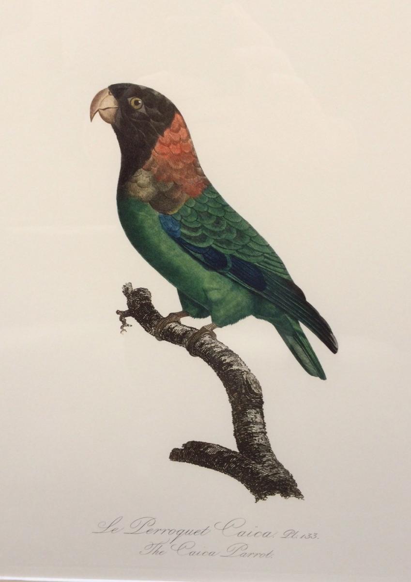 A Coloured Lithograph of Parrots from 'Historie Naturelles des Perroquets