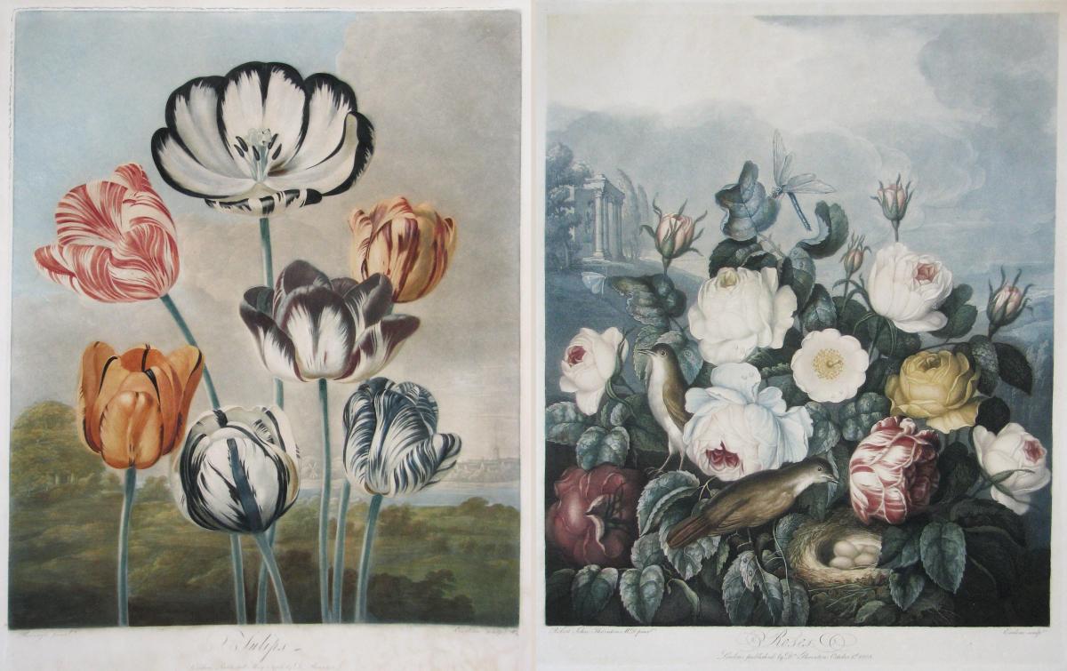 Dr Robert Thornton's Roses and Tulips from 'The Temple of Flora'.