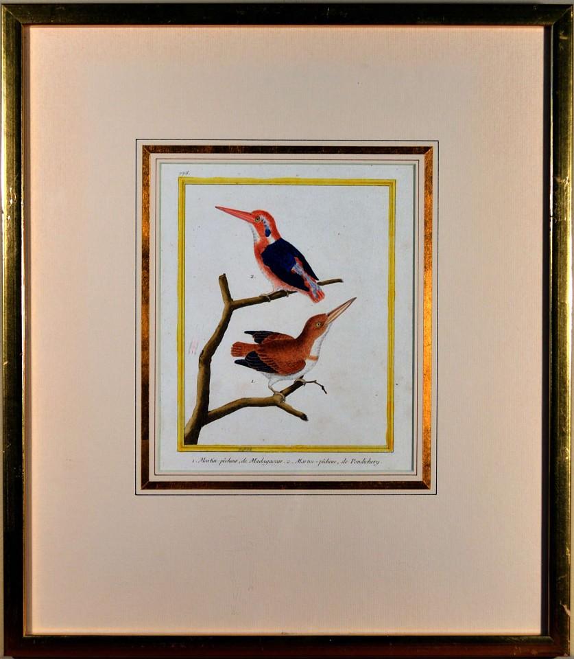 Francois Nicholas Martinet Bird Engraving