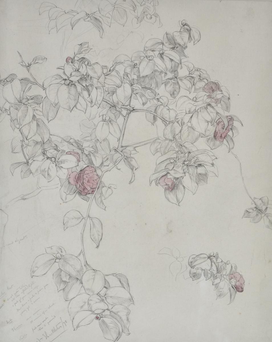 William Shackleton - Camellia, Kew