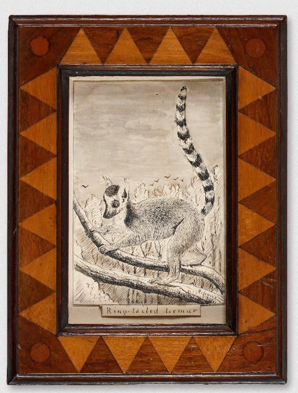 Ring-tailed Lemur, R. Lowe (fl. Late 19th Century)