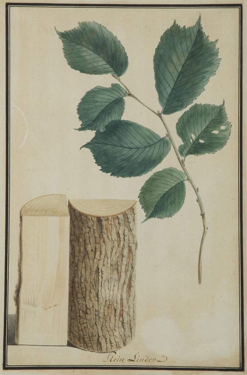 Pair Of Botanical Watercolors Depicting Stein Linden And Wilde Reeb By Ludwig Pfleger (1720-1793)