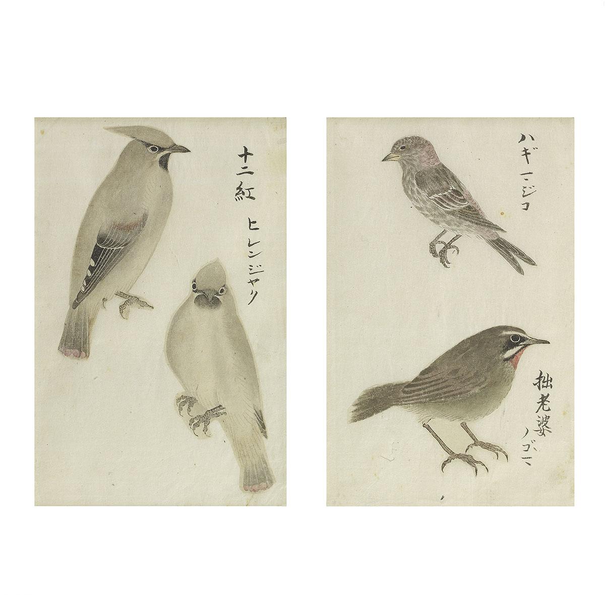 Watercolour studies of birds