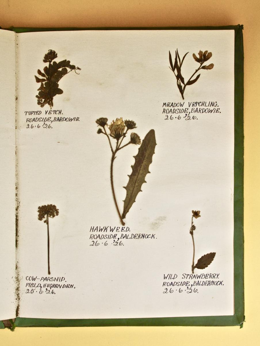 A Collection of Dried and Mounted Wild Flowers, 1926