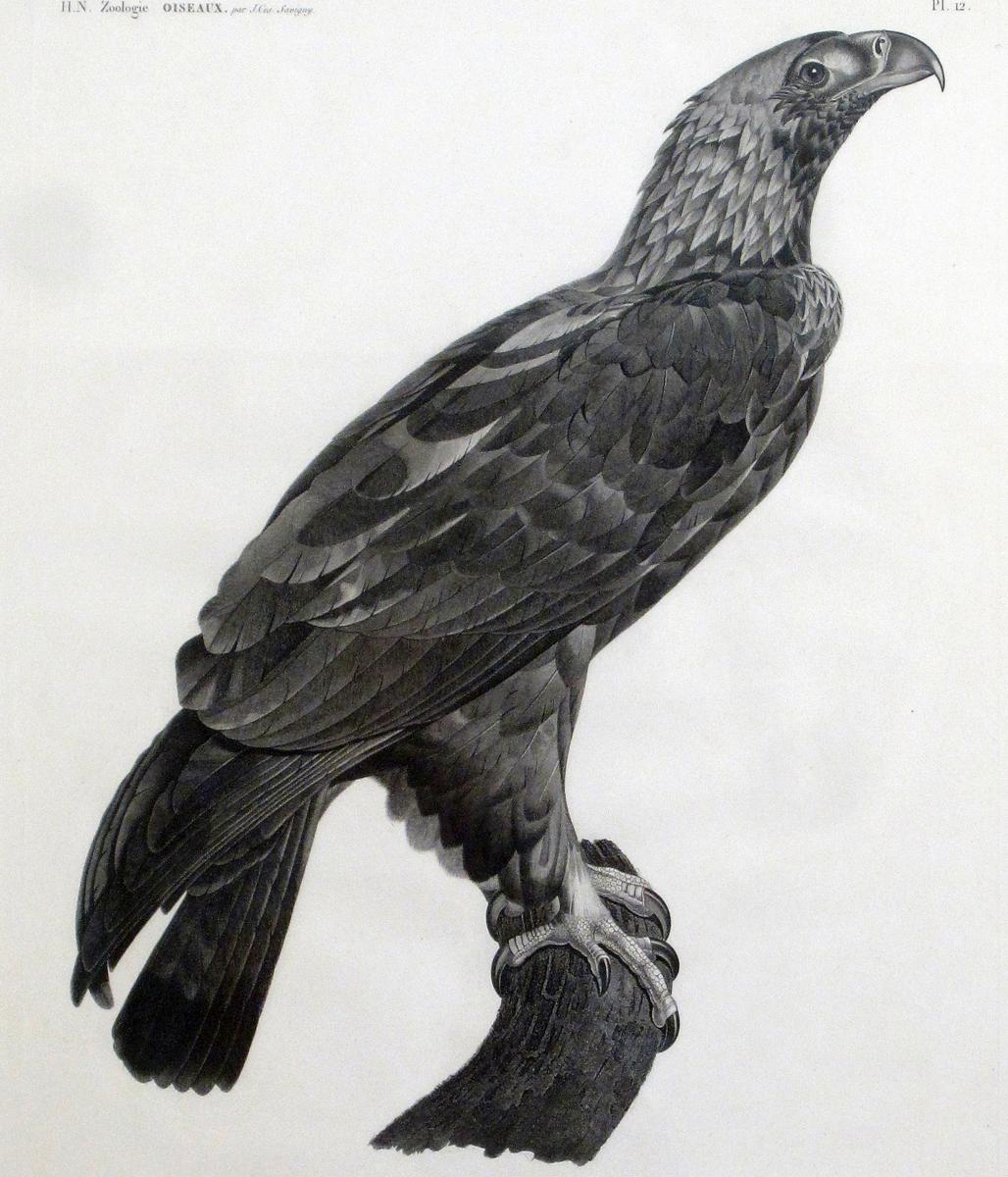 French Engraving of the Eastern Imperial Eagle from the Description de l'Egypte.  J. Ces. Savigny, 1809-1813. 