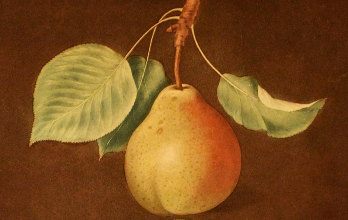 George Brookshaw Print of Pears from Natural History Art, Botanical, Fruit, Brookshaw, Pomona Britannica, 1807 