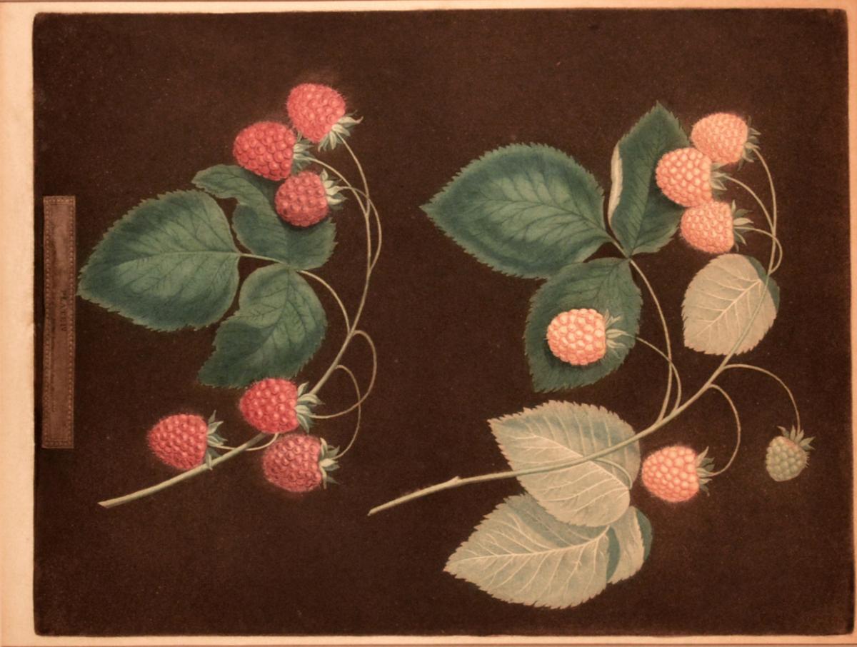 George Brookshaw Print of two Varieties of Raspberries, one yellow and one red. 