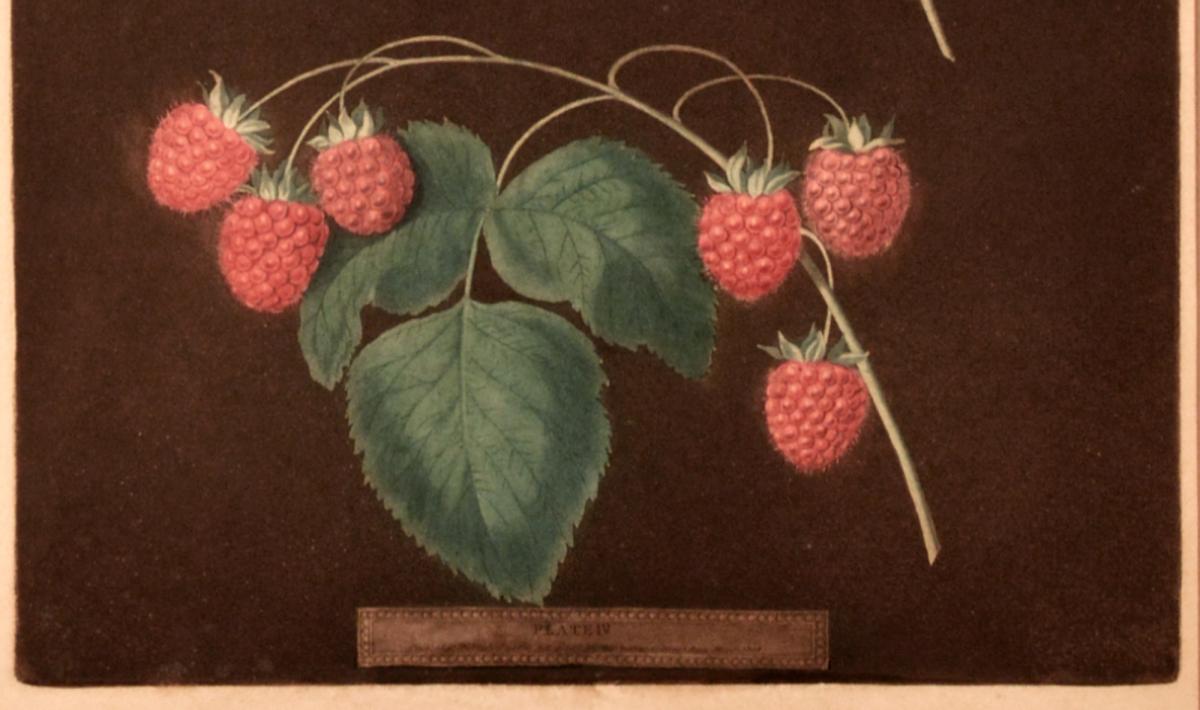George Brookshaw Print of two Varieties of Raspberries, one yellow and one red. 