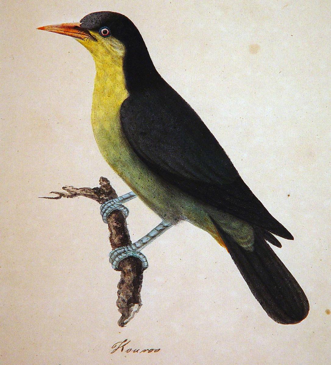 East India Company School Picture of a Bird, Titled Kouroo, India, Circa 1780-1820