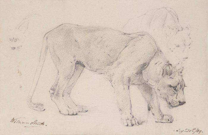 A Lioness, William Strutt (1825-1915)