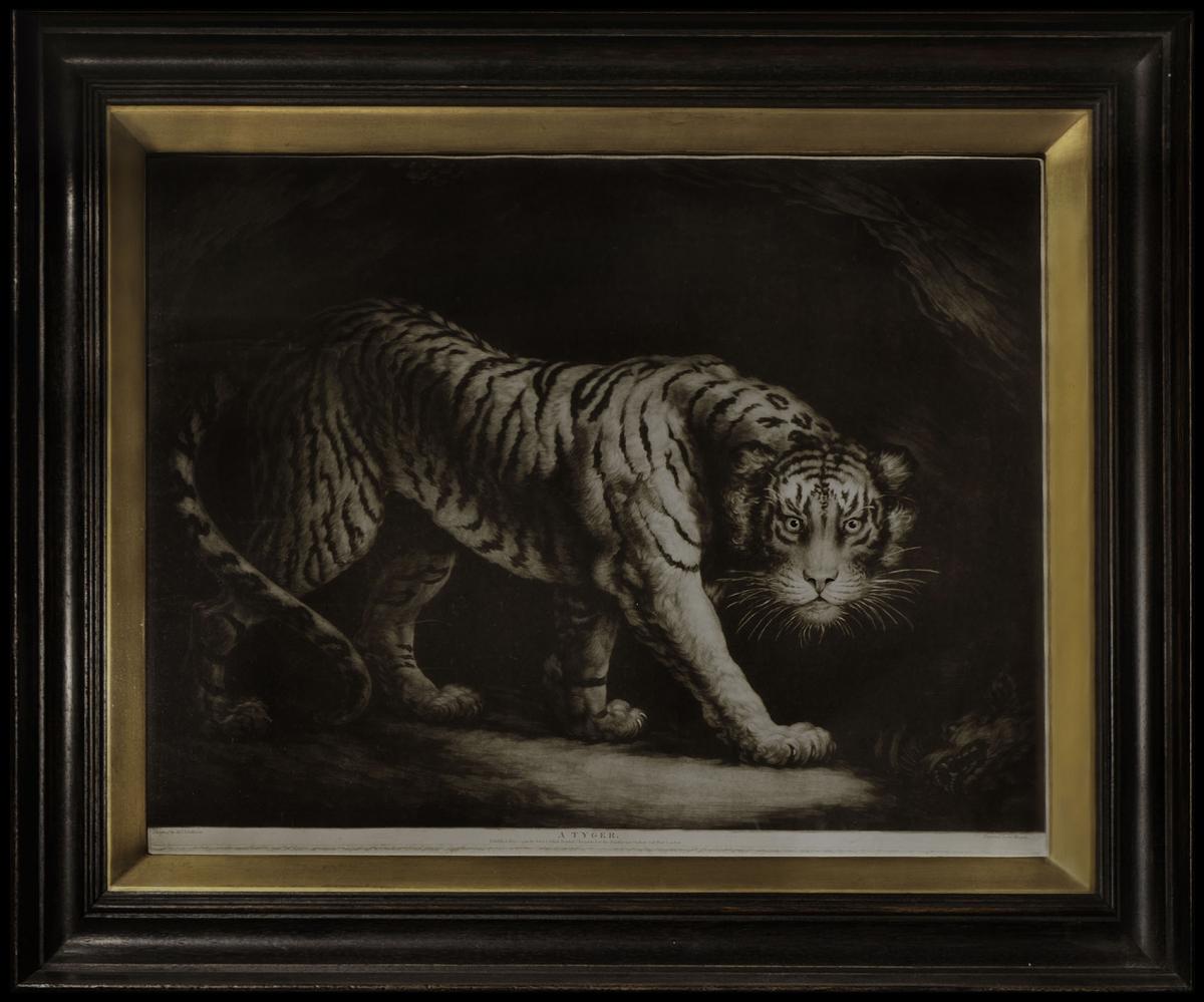 Northcote’s striking print of the tiger