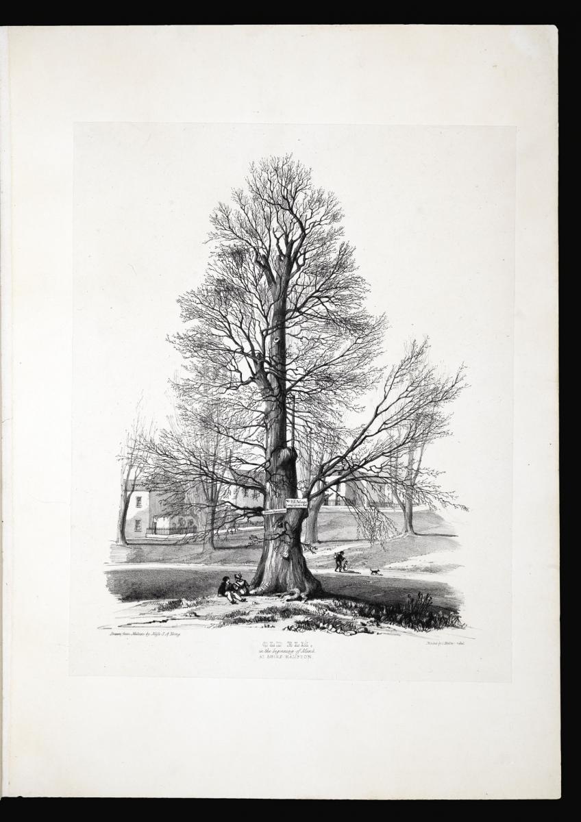 The Trees of King Weston Park