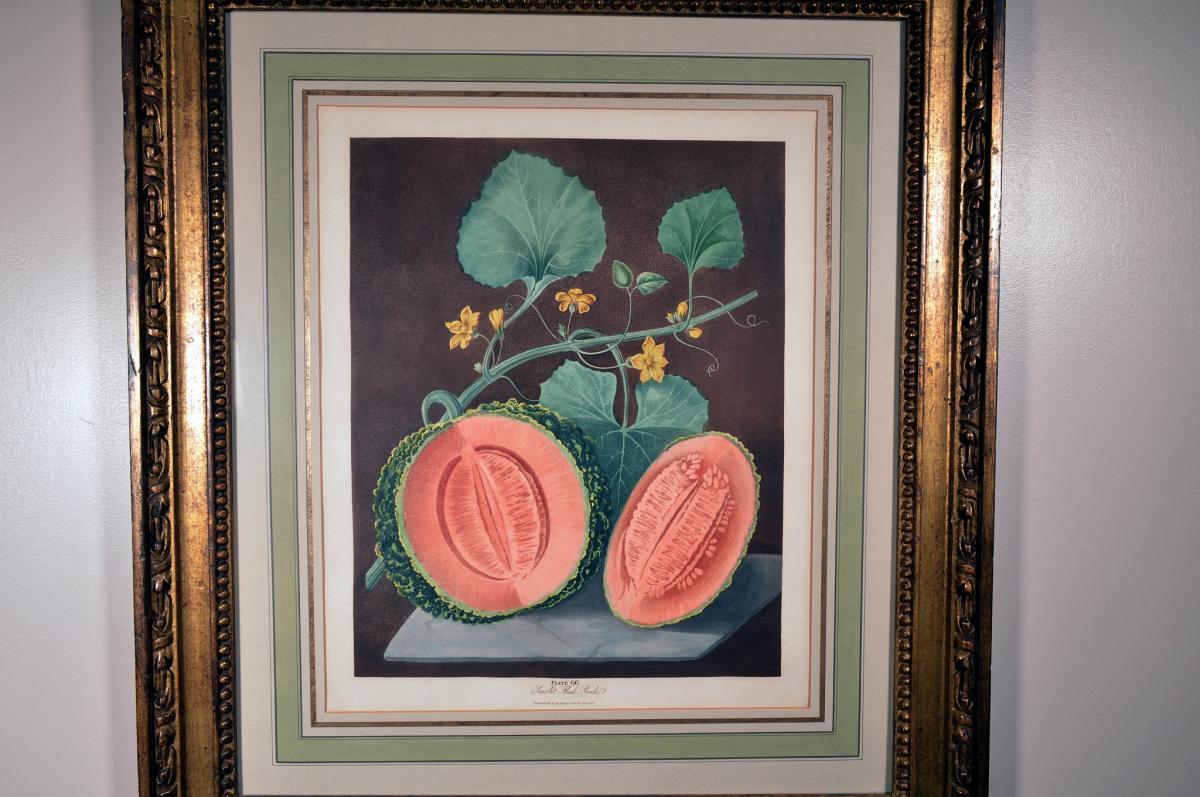 George Brookshaw Engravings of Melons, Plates 66 & 67, From 'Pomona Britannica', Dated 1812