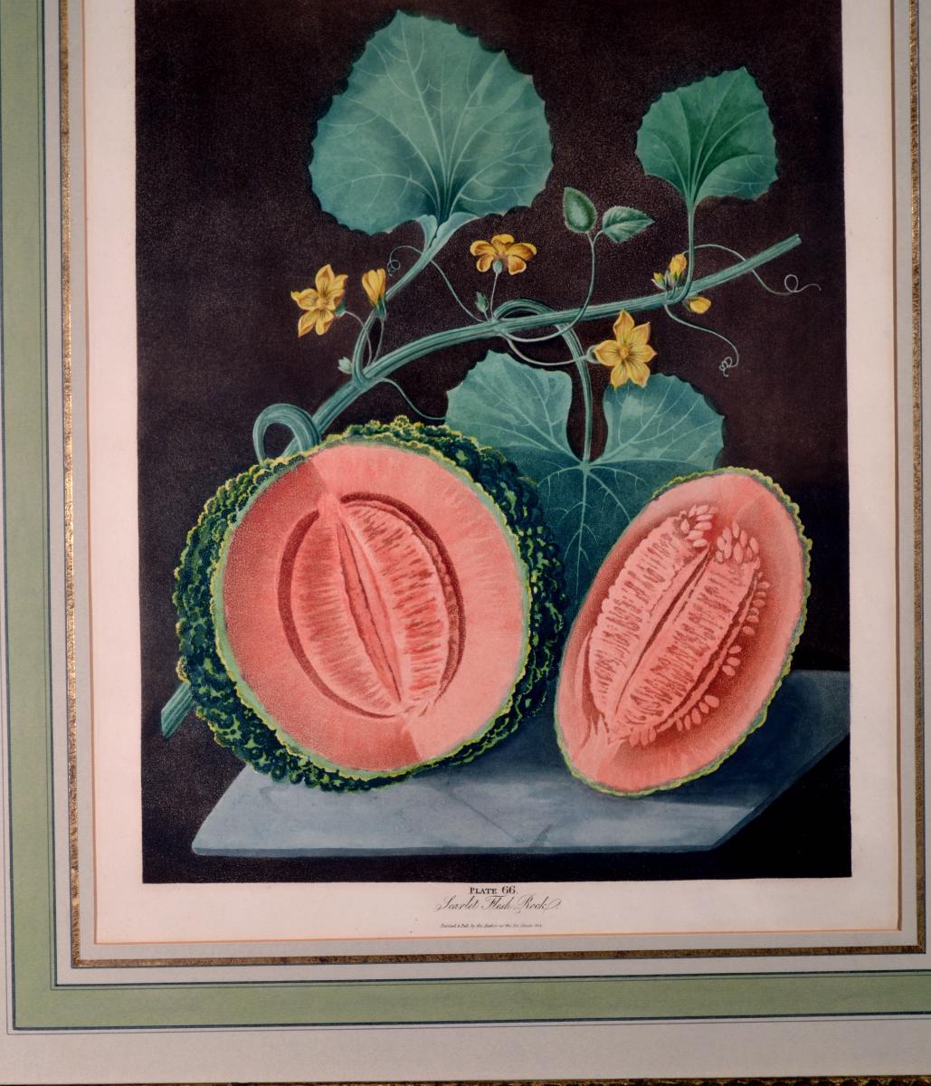 George Brookshaw Engravings of Melons Dated 1812