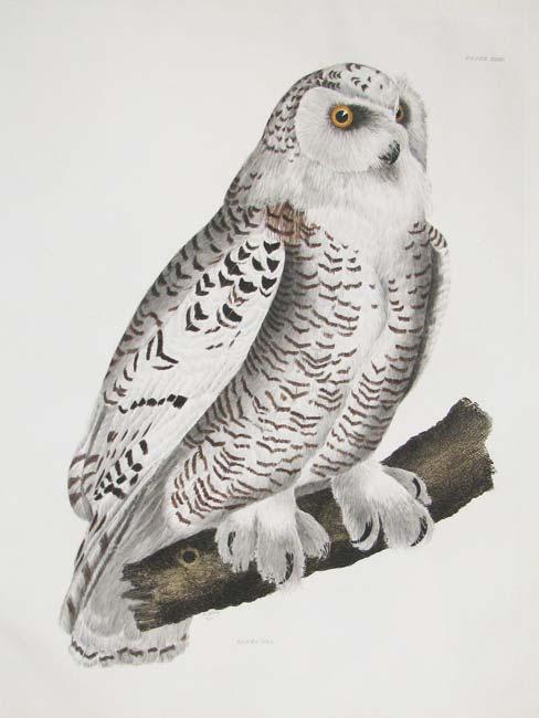 Prideaux John Selby, Snowy Owl