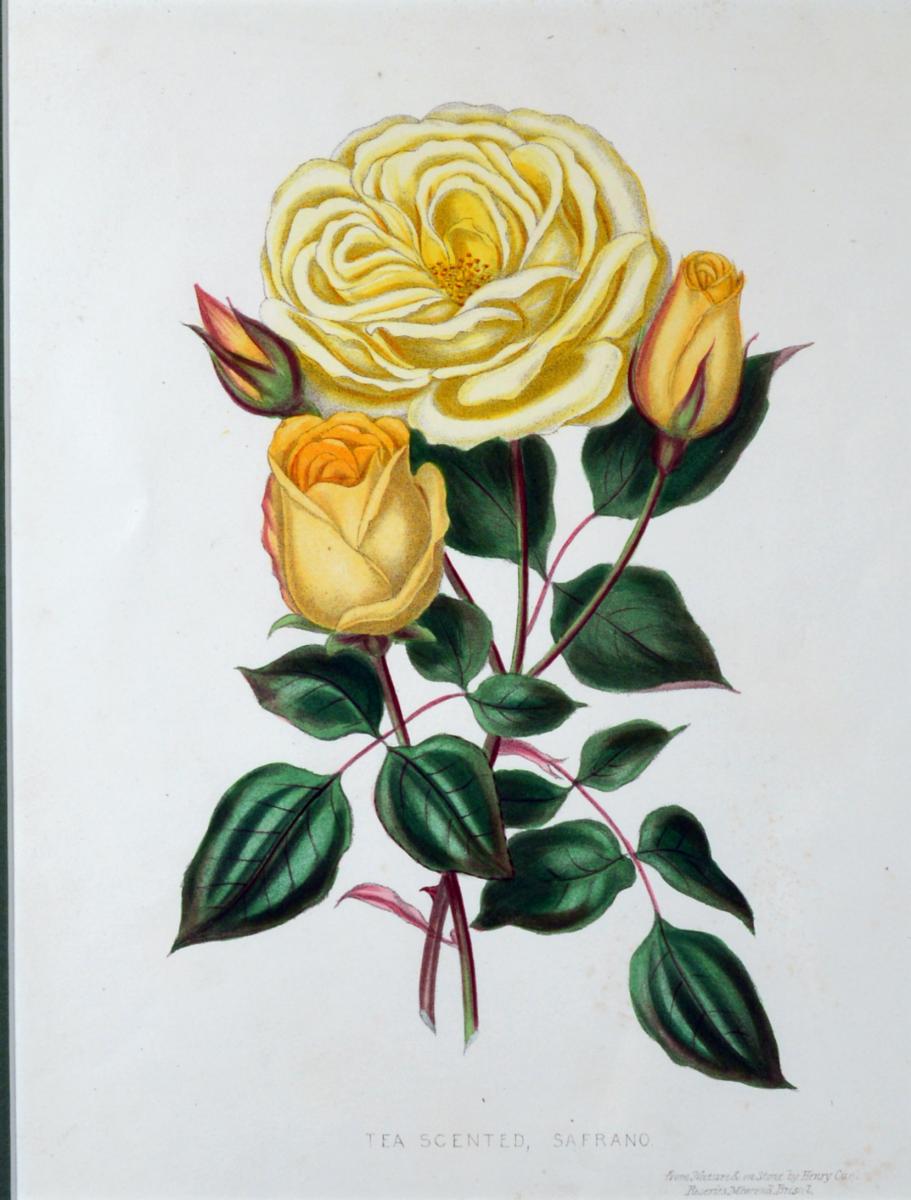 Set of Nine Botanical Engravings, Henry Curtis-The Beauty of the Rose, Hand-colored Lithographs