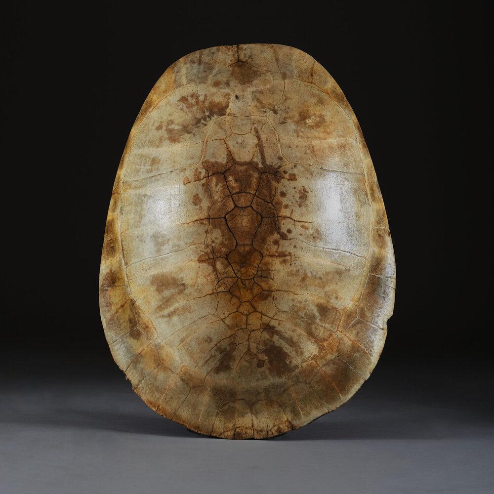 A Giant White River Turtle Shell