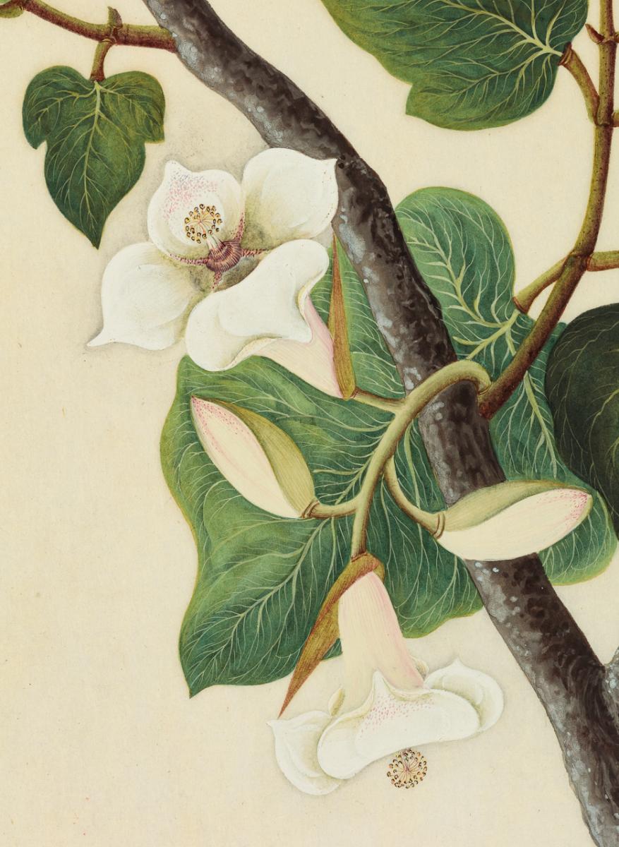 A STUDY OF A PLANT FROM THE MALVACEAE FAMILY (detail)