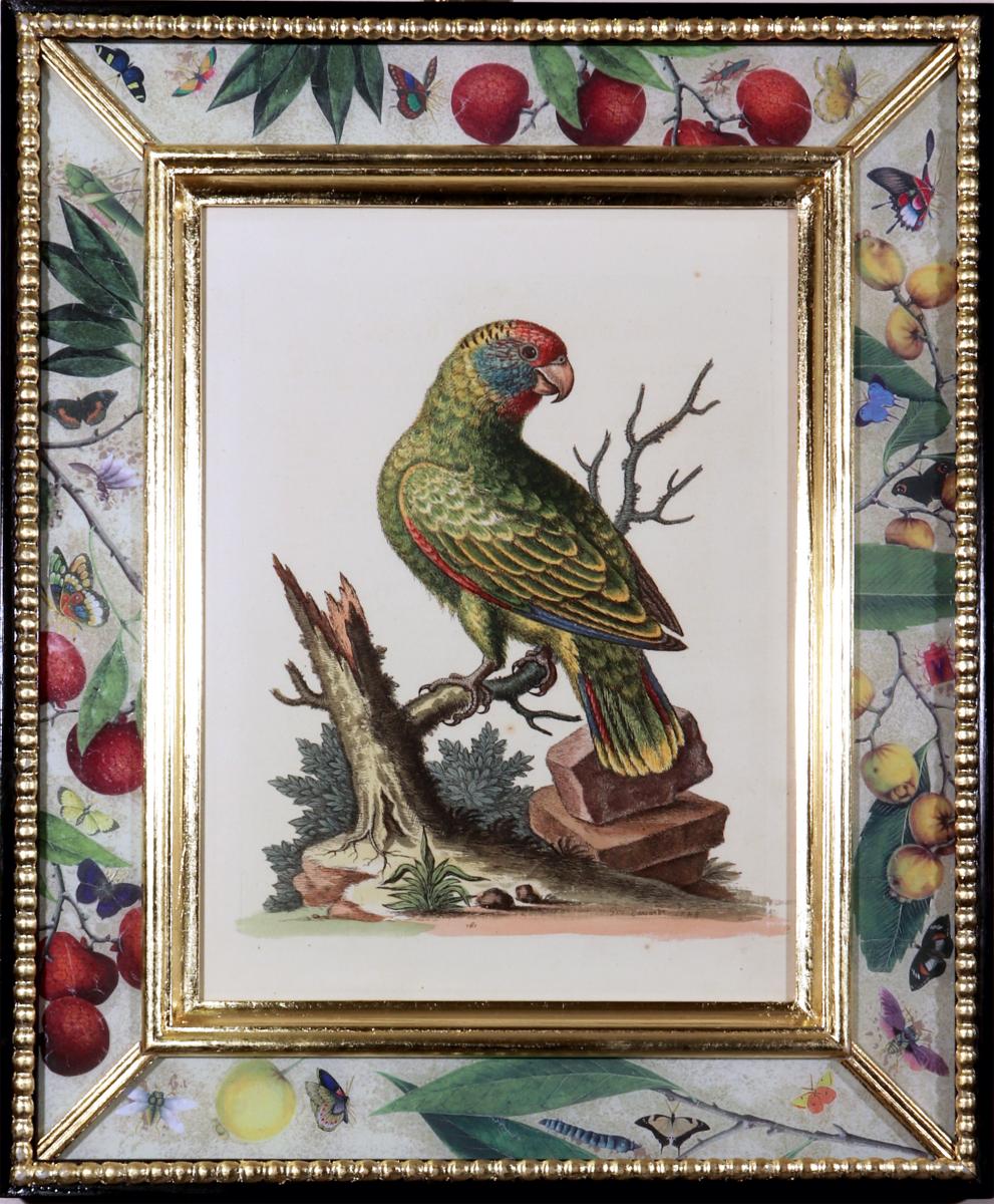 George Edwards Prints of Parrots