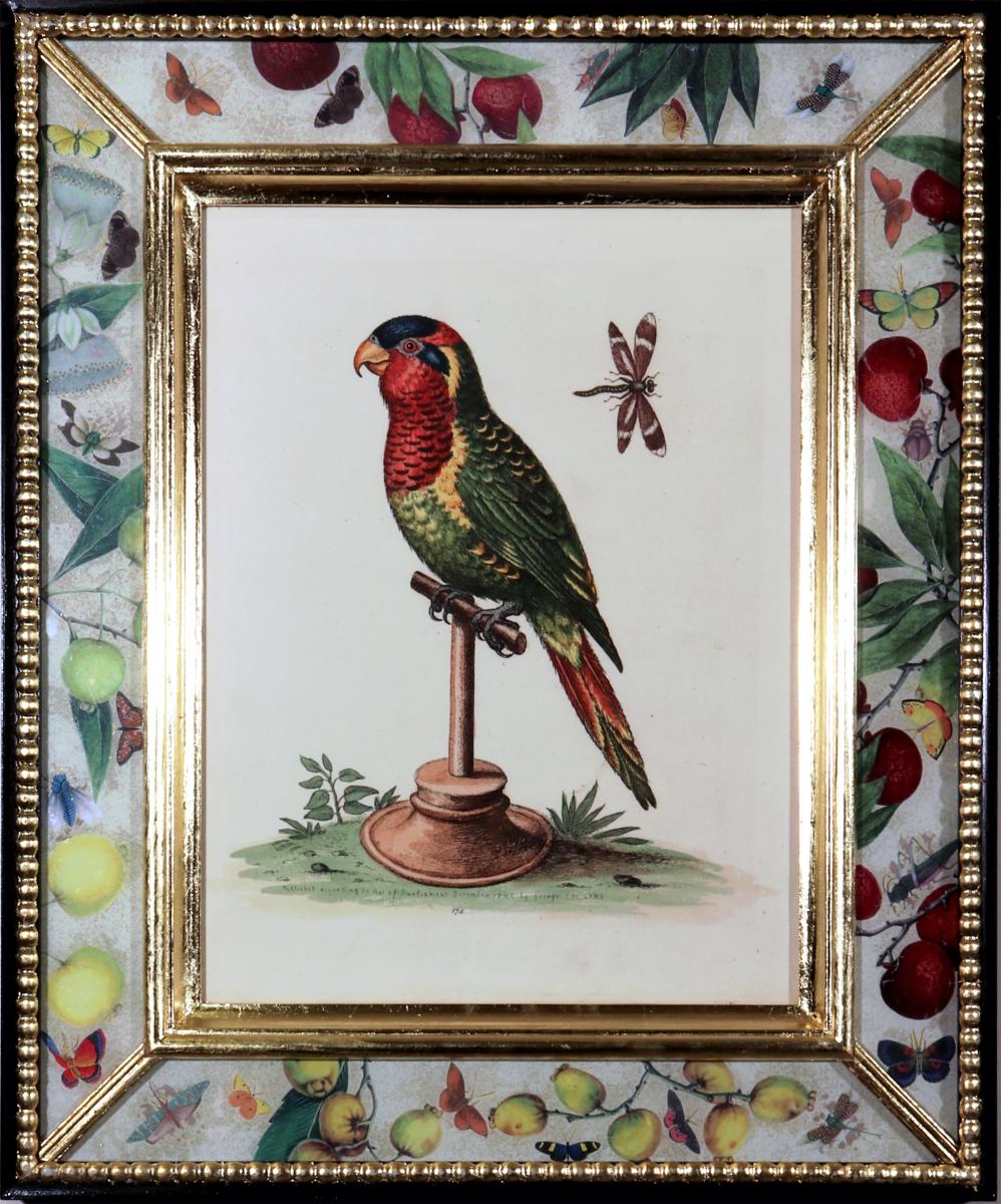 George Edwards Prints of Parrots with Decoupage Frames- Set of Twelve