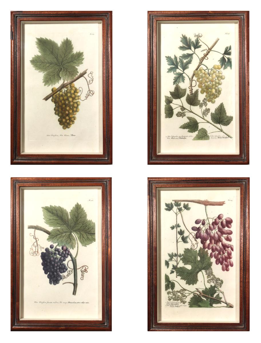 Johann Wilhelm Weinmann  Engravings of Grapes,  Set of Four,  Circa 1740