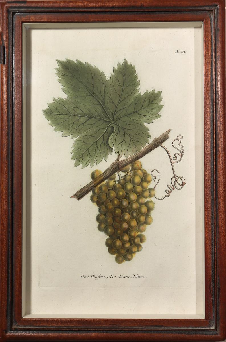 Johann Wilhelm Weinmann  Engravings of Grapes,  Set of Four,  Circa 1740