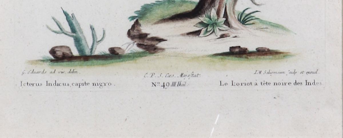 Johann Seligmann Bird Engraving of an Oriole , Tab XLIX, Le Loriot a tete noires Indes after George Edwards