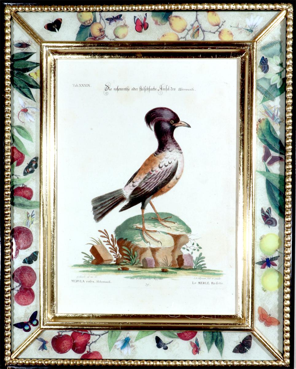 Johann Seligmann Bird Print, Le Merle Rofette,  Tab XXXIX After George Edwards Circa 1770 