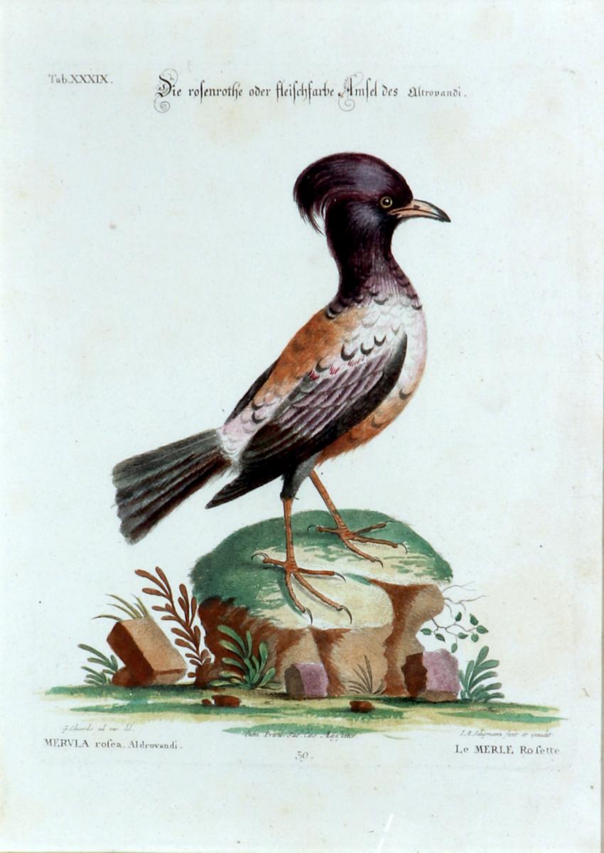 Johann Seligmann Bird Print, Le Merle Rofette,  Tab XXXIX After George Edwards Circa 1770 