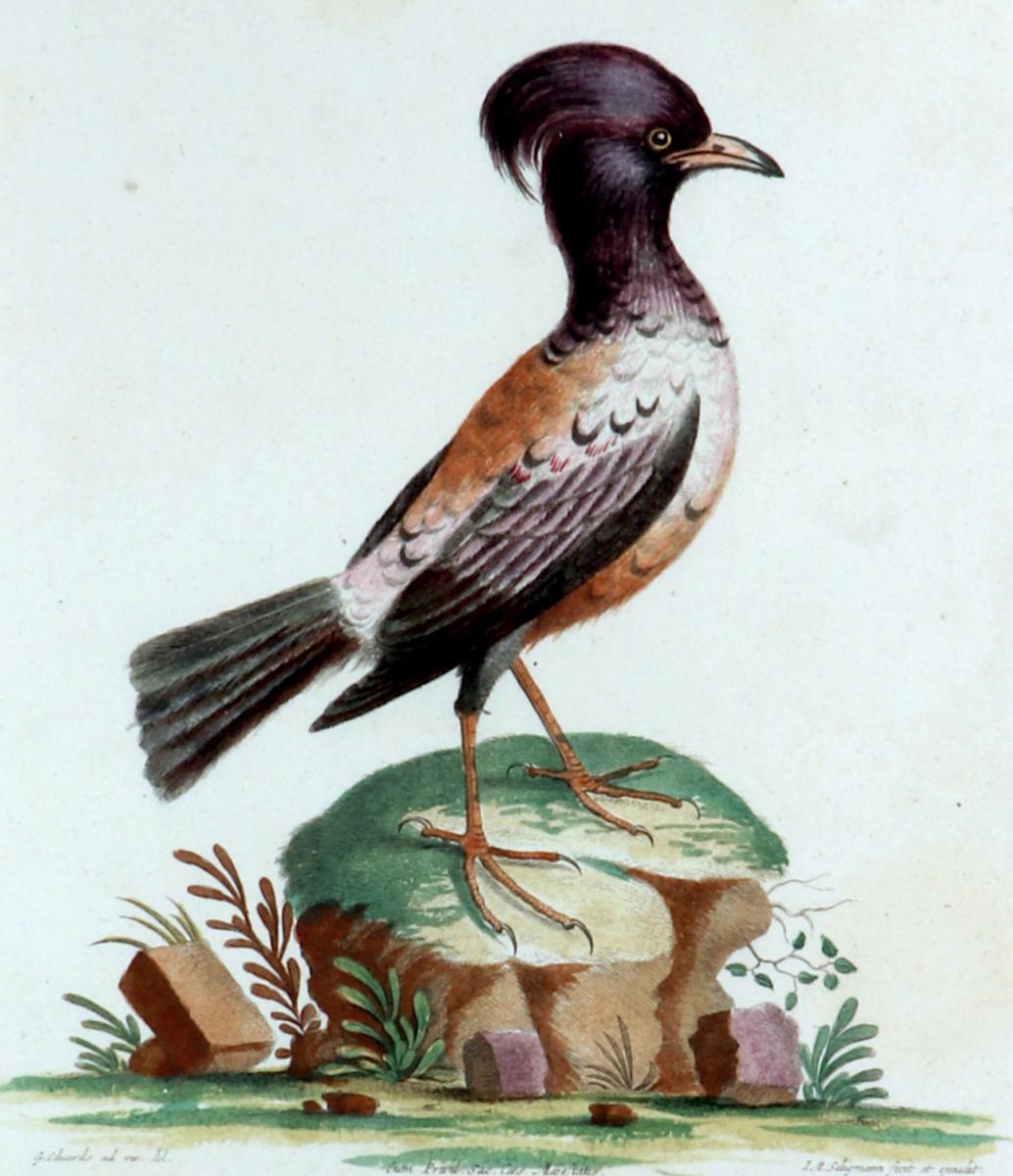 Johann Seligmann Bird Print, Le Merle Rofette,  Tab XXXIX After George Edwards Circa 1770 