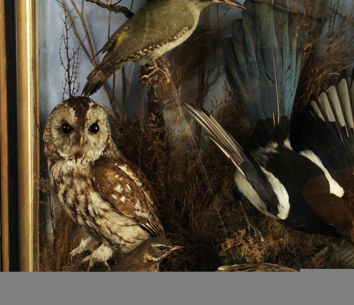Late Victorian Case of Domestic Taxidermy Birds
