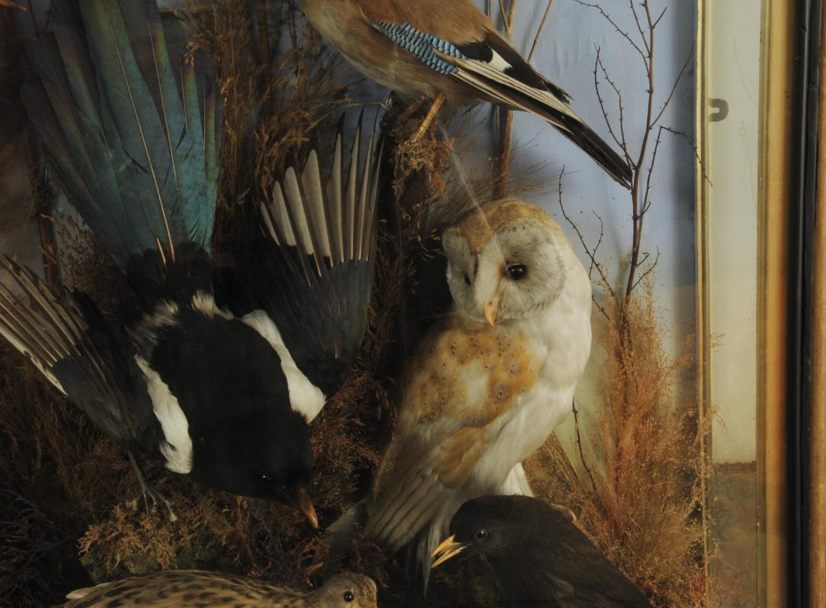 Late Victorian Case of Domestic Taxidermy Birds