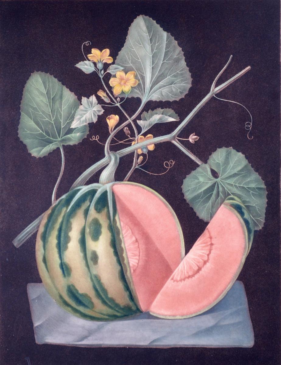 George Brookshaw Engraving of A Melon, Plate LXVIII, Polinac, 