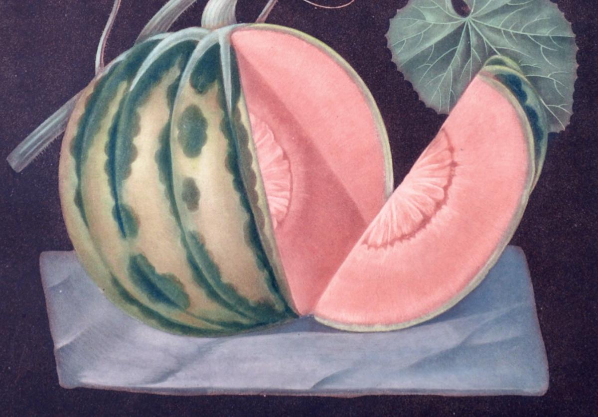 George Brookshaw Engraving of A Melon, Plate LXVIII